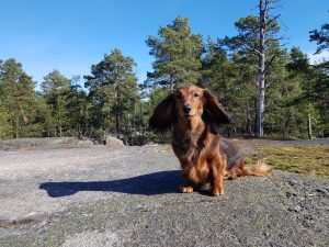 pitkäkarvainen mäyräkoira