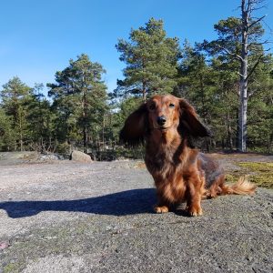 pitkäkarvainen mäyräkoira